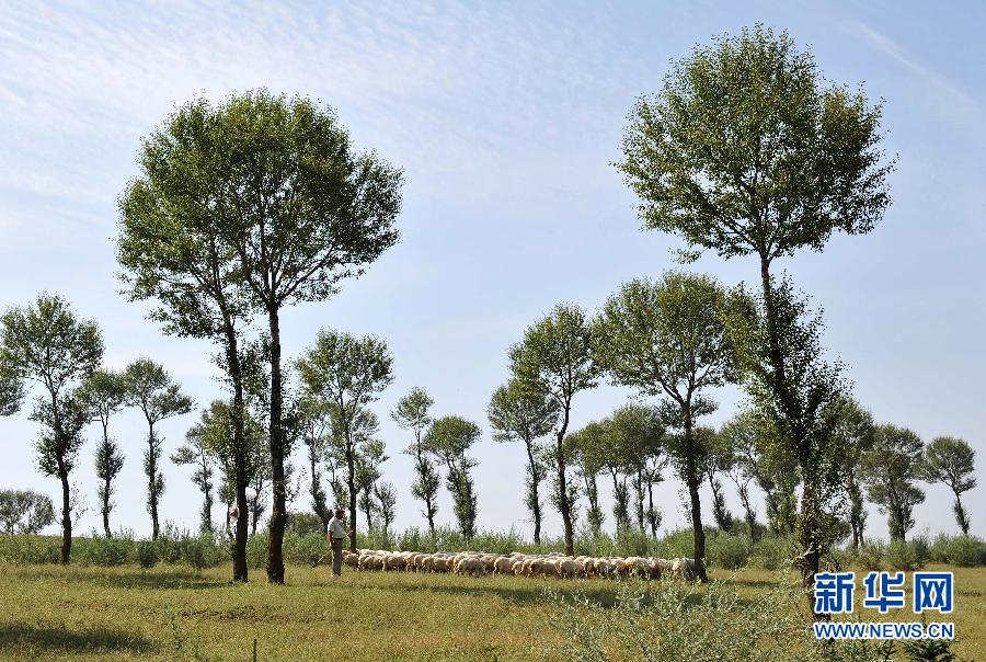 一位牧羊人在山西省右玉县北城墙一带放牧,多年来的荒山植树造林把