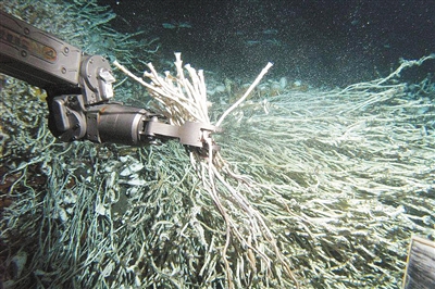 "阿尔文号"深海潜艇的远程遥控机械臂收集管状蠕虫标本